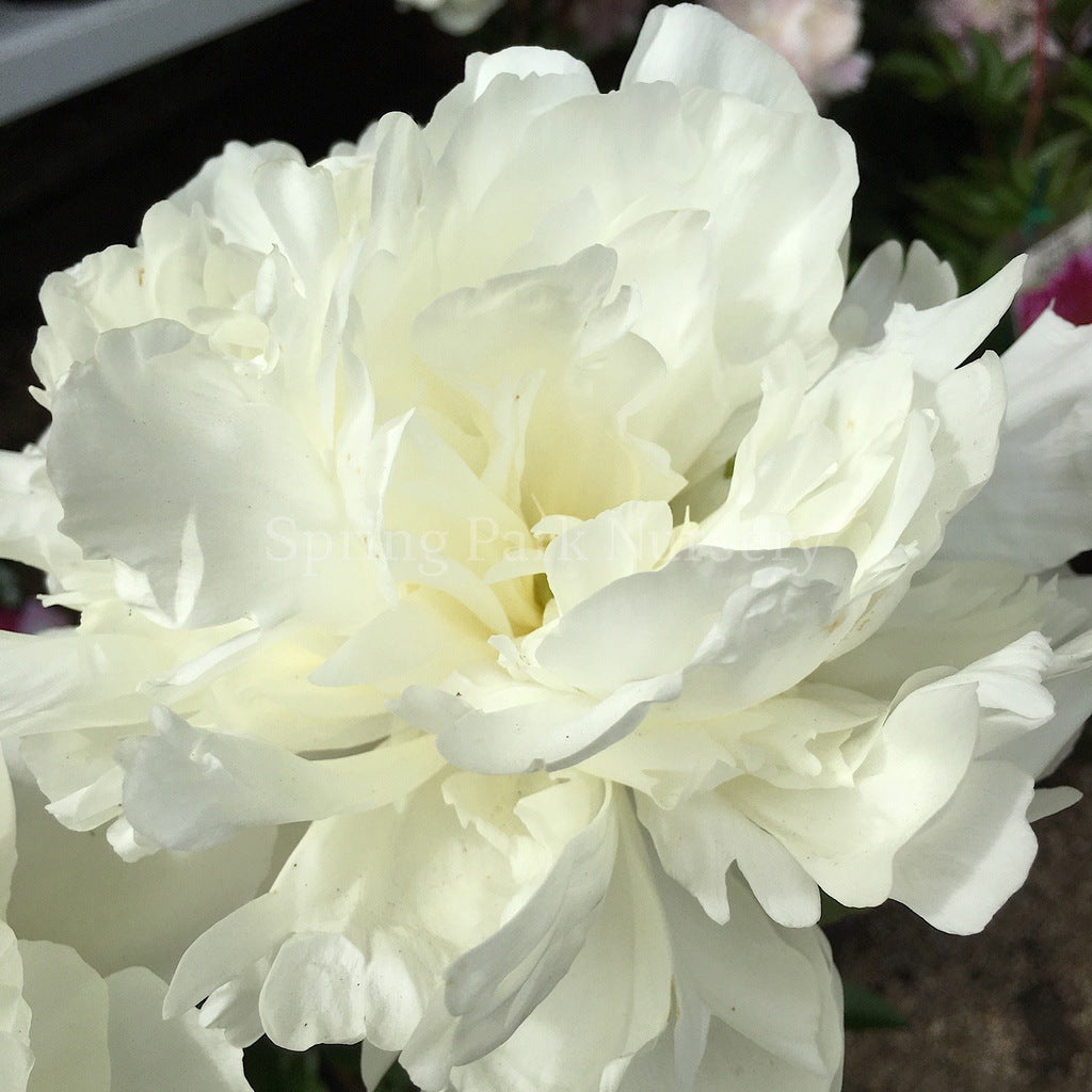 Herbaceous Peony 'Duchesse de Nemours' [Sz:Bare Rooted]