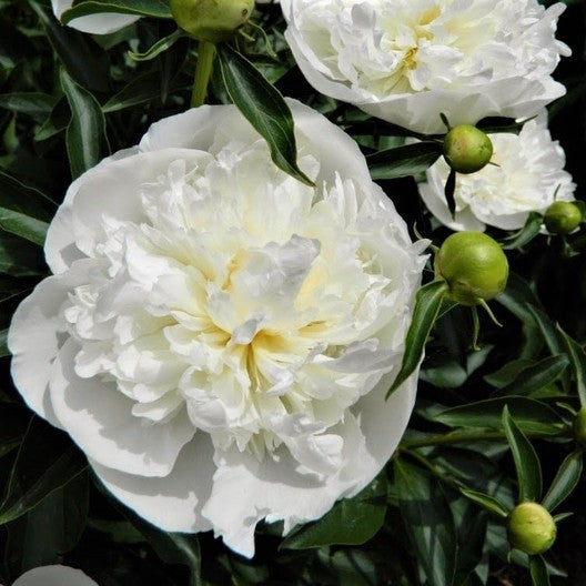 Herbaceous Peony 'Duchesse de Nemours' [Sz:Bare Rooted]