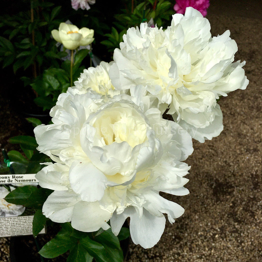 Herbaceous Peony 'Duchesse de Nemours' [Sz:Bare Rooted]