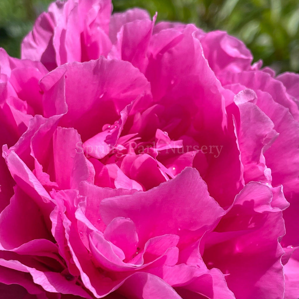 Herbaceous Peony 'Felix Supreme' [Sz:Bare Rooted]