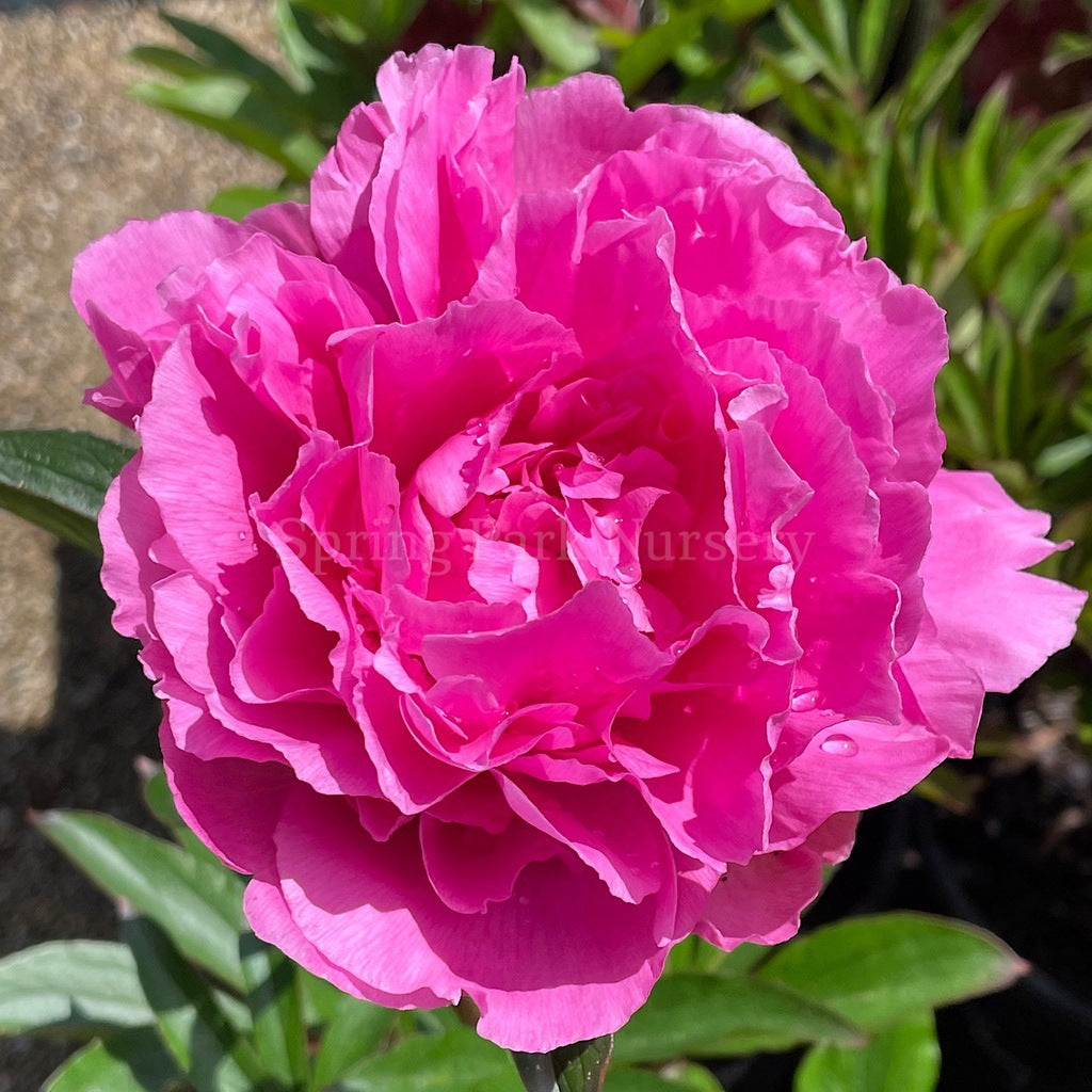 Herbaceous Peony 'Felix Supreme' [Sz:Bare Rooted]