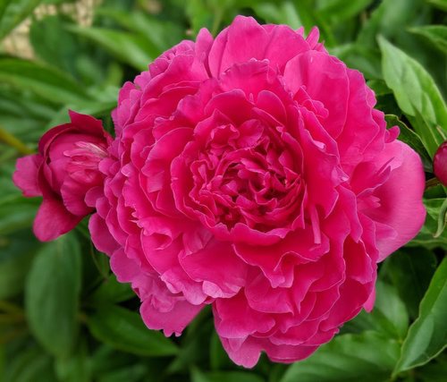 Herbaceous Peony 'Felix Supreme' [Sz:Bare Rooted]