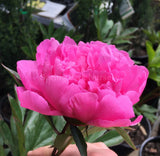 Herbaceous Peony 'Felix Supreme' [Sz:Bare Rooted]