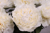 Herbaceous Peony 'Ivory Victory' [Sz:200 mm]