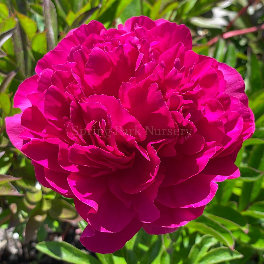 Herbaceous Peony 'Kansas' [Sz:200 mm]