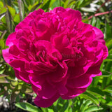 Herbaceous Peony 'Kansas' [Sz:200 mm]