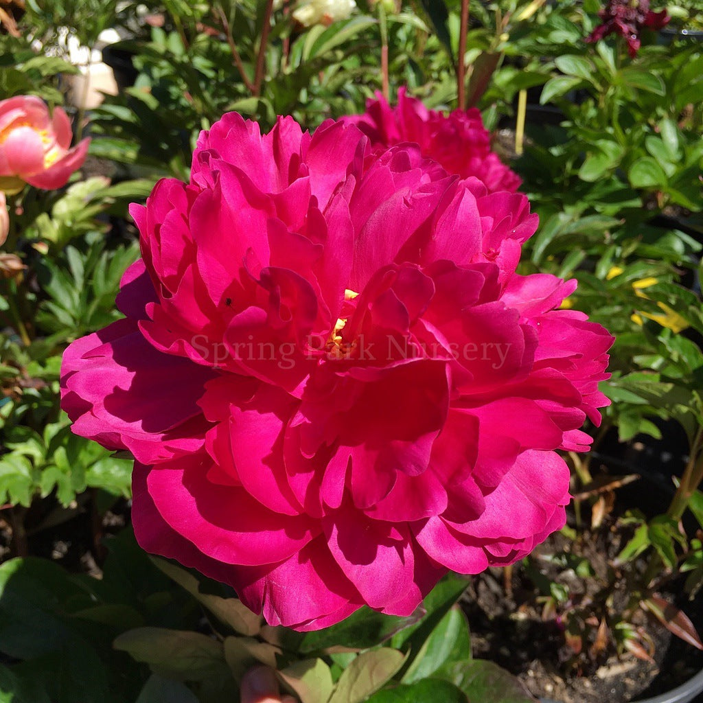 Herbaceous Peony 'Kansas' [Sz:200 mm]