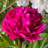 Herbaceous Peony 'Kansas' [Sz:200 mm]