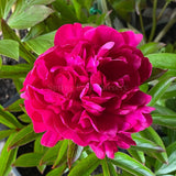 Herbaceous Peony 'Kansas' [Sz:200 mm]