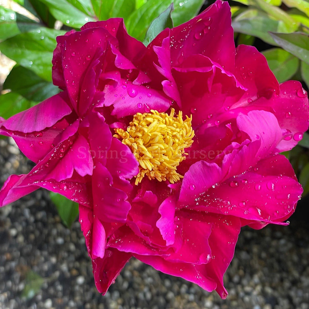 Herbaceous Peony 'Karl Rosenfield' [Sz:Bare Rooted]