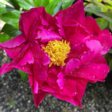 Herbaceous Peony 'Karl Rosenfield' [Sz:Bare Rooted]