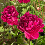 Herbaceous Peony 'Karl Rosenfield' [Sz:Bare Rooted]