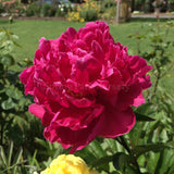 Herbaceous Peony 'Karl Rosenfield' [Sz:Bare Rooted]