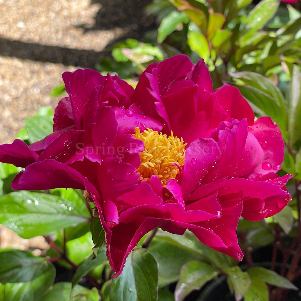 Herbaceous Peony 'Karl Rosenfield' [Sz:Bare Rooted]