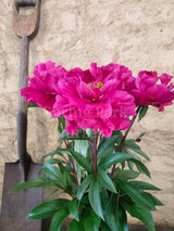 Herbaceous Peony 'Karl Rosenfield' [Sz:Bare Rooted]