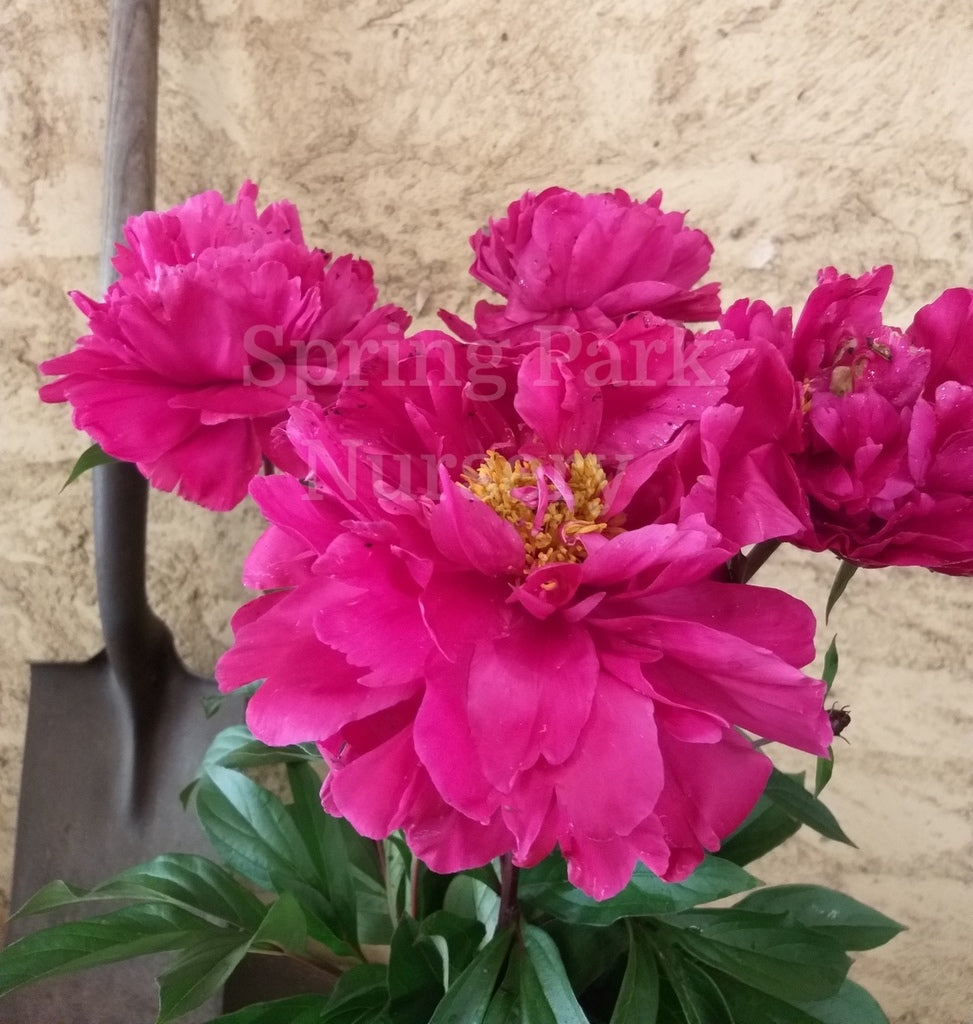 Herbaceous Peony 'Karl Rosenfield' [Sz:Bare Rooted]