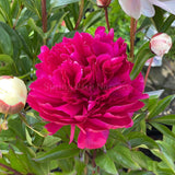 Herbaceous Peony 'Karl Rosenfield' [Sz:Bare Rooted]