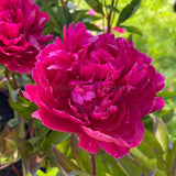 Herbaceous Peony 'Karl Rosenfield' [Sz:Bare Rooted]