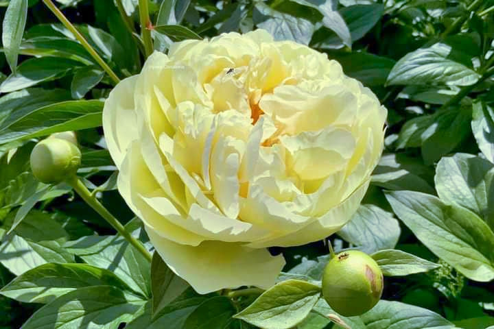 Herbaceous Peony 'Lemon Chiffon' [Sz:Bare Rooted]