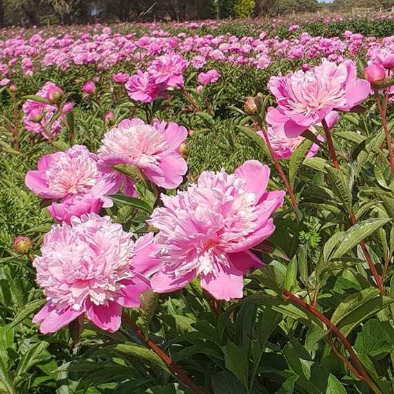 Herbaceous Peony 'Madame Emile Debatène' [Sz:Bare Rooted]