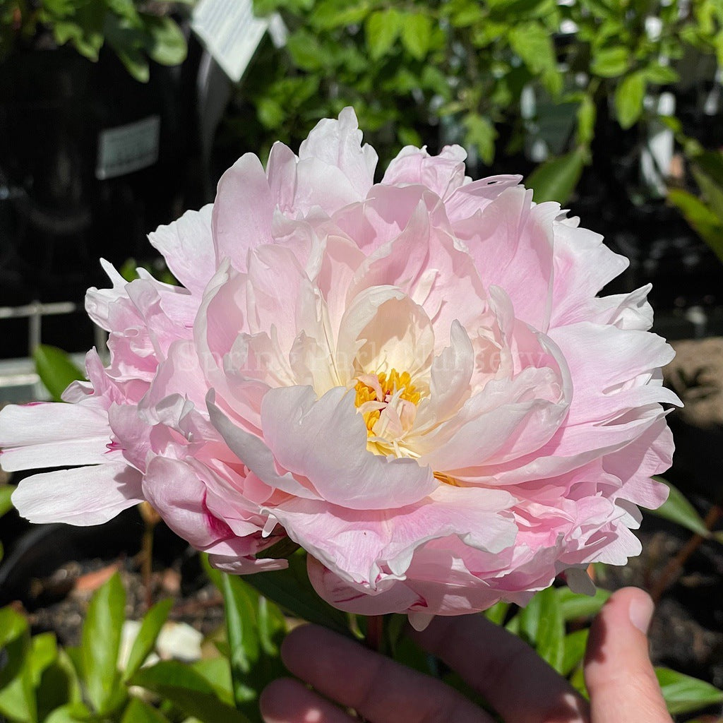 Herbaceous Peony 'Marguerite Gérard' [Sz:200 mm]