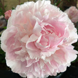 Herbaceous Peony 'Marguerite Gérard' [Sz:200 mm]