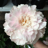 Herbaceous Peony 'Marguerite Gérard' [Sz:200 mm]