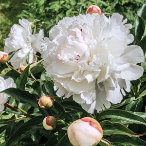 Herbaceous Peony 'Marie Lemoine' [Sz:Bare Rooted]