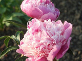 Herbaceous Peony 'Monsieur Jules Elie' [Sz:200 mm]