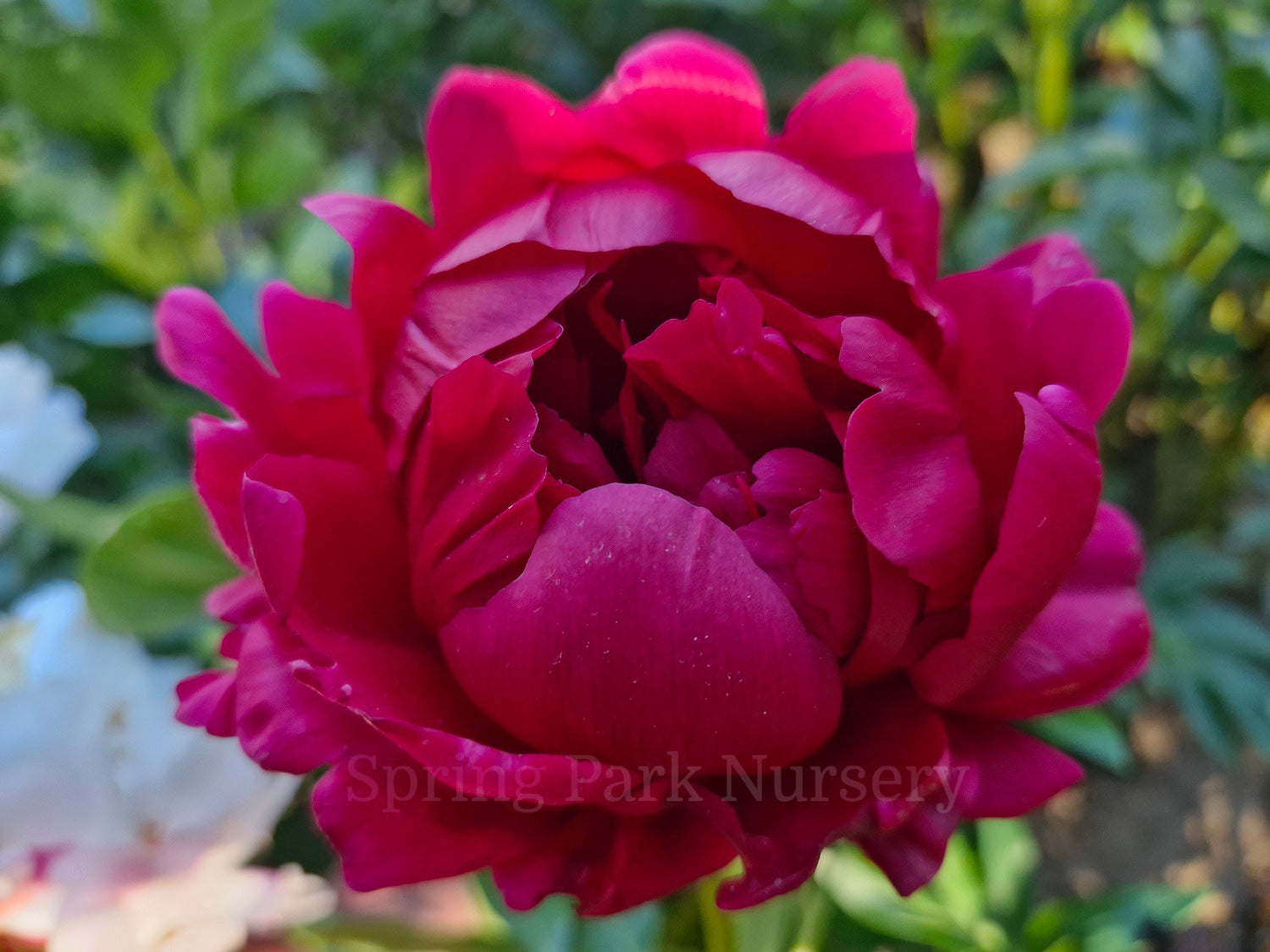 Herbaceous Peony 'Paul M. Wild' [Sz:200 mm]