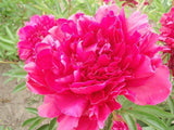 Herbaceous Peony 'Paul M. Wild' [Sz:200 mm]