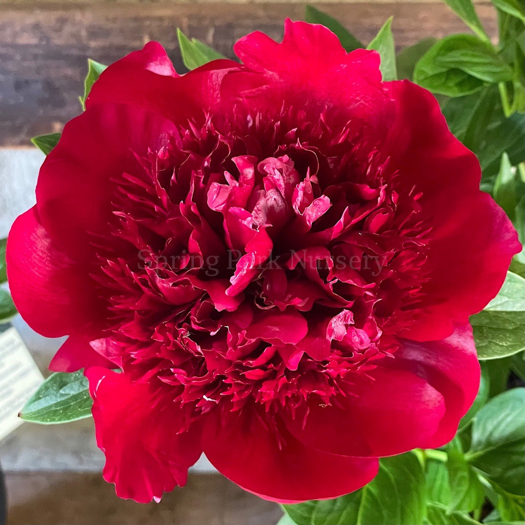 Herbaceous Peony 'Red Charm' [Sz:Bare Rooted]