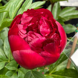 Herbaceous Peony 'Red Charm' [Sz:Bare Rooted]