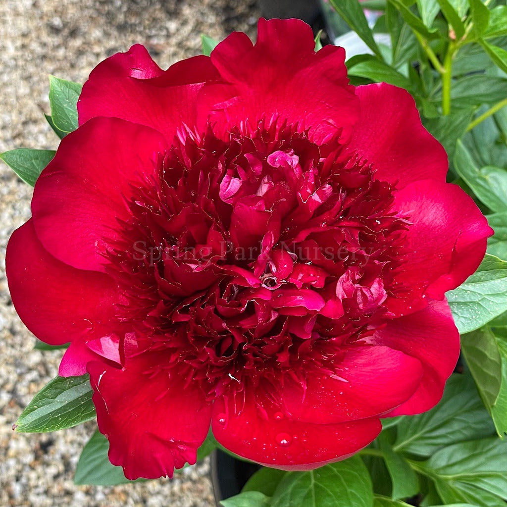 Herbaceous Peony 'Red Charm' [Sz:Bare Rooted]