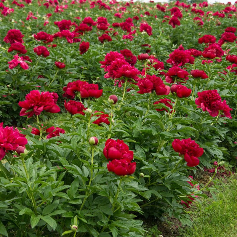 Herbaceous Peony 'Red Charm' [Sz:Bare Rooted]