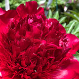 Herbaceous Peony 'Red Charm' [Sz:Bare Rooted]