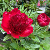 Herbaceous Peony 'Red Charm' [Sz:Bare Rooted]