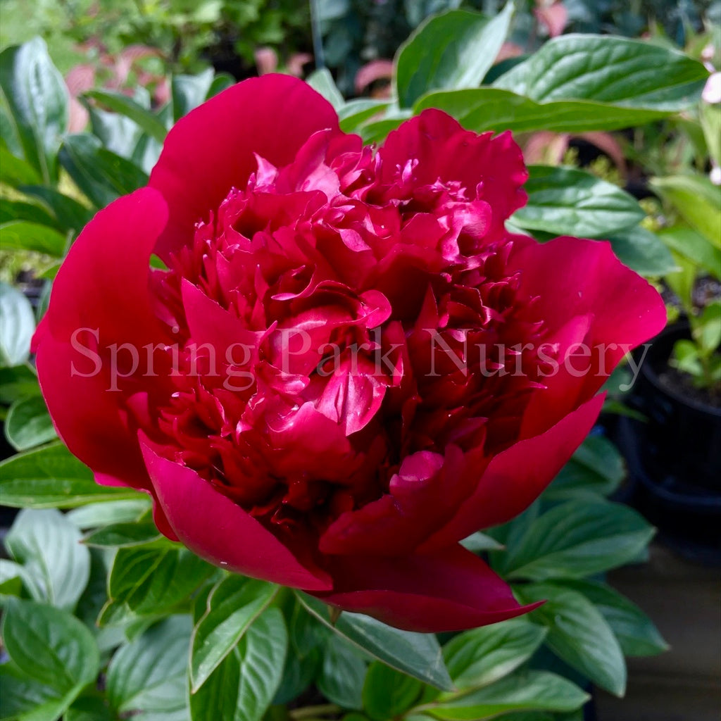 Herbaceous Peony 'Red Charm' [Sz:Bare Rooted]