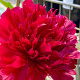 Herbaceous Peony 'Red Charm' [Sz:Bare Rooted]