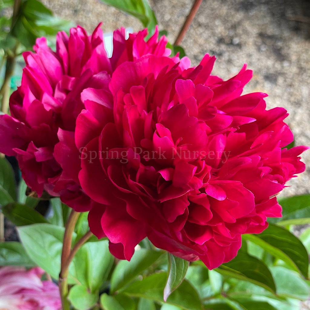 Herbaceous Peony Red Magic [Sz:Bare Rooted]