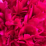 Herbaceous Peony Red Magic [Sz:Bare Rooted]