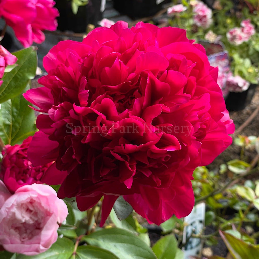 Herbaceous Peony Red Magic [Sz:Bare Rooted]