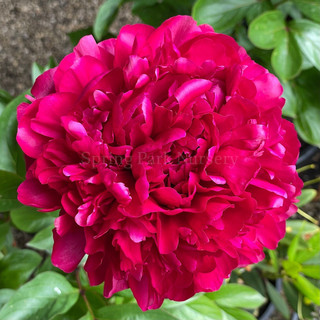 Herbaceous Peony Red Magic [Sz:Bare Rooted]