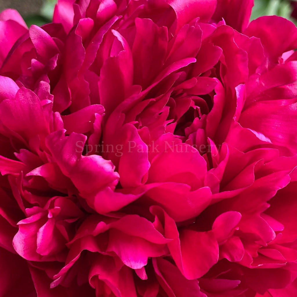 Herbaceous Peony Red Magic [Sz:Bare Rooted]