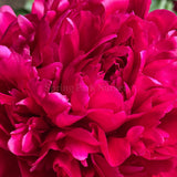 Herbaceous Peony Red Magic [Sz:Bare Rooted]