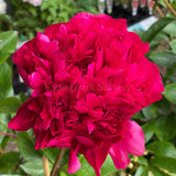 Herbaceous Peony Red Magic [Sz:Bare Rooted]