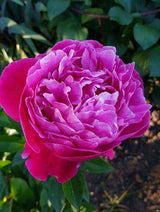 Herbaceous Peony 'Red Sarah Bernhardt' [Sz:Bare Rooted]