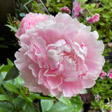 Herbaceous Peony 'Sarah Bernhardt' [Sz:Bare Rooted]