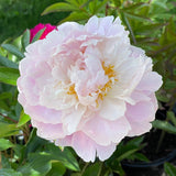 Herbaceous Peony 'Sarah Bernhardt' [Sz:Bare Rooted]