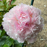 Herbaceous Peony 'Sarah Bernhardt' [Sz:Bare Rooted]